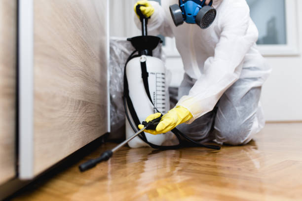 Best Wasp Removal Services  in Alexandria Bay, NY