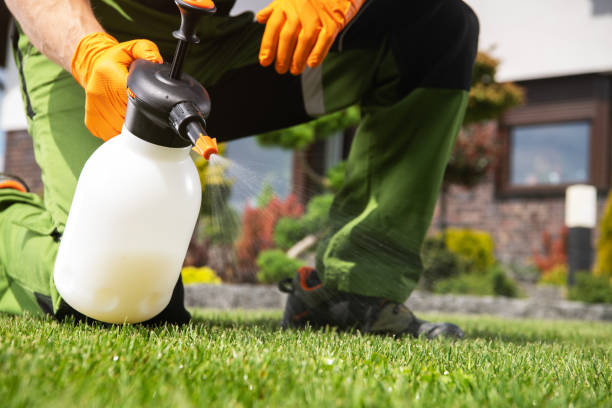 Wasp Removal Services in Alexandria Bay, NY