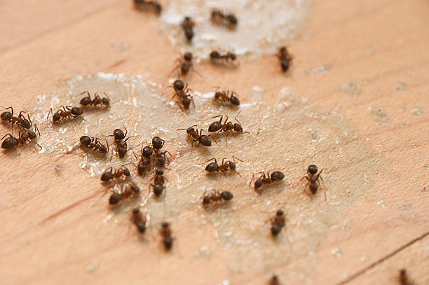 Best Best Pest Control Companies  in Alexandria Bay, NY