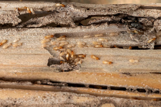 Best Insect Control  in Alexandria Bay, NY
