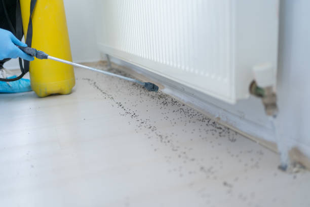Best Pest Prevention Services  in Alexandria Bay, NY
